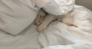 Koyakitten Photo #24