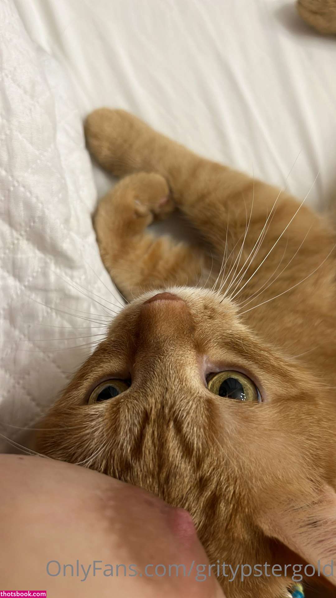 Gritypster Photo #17