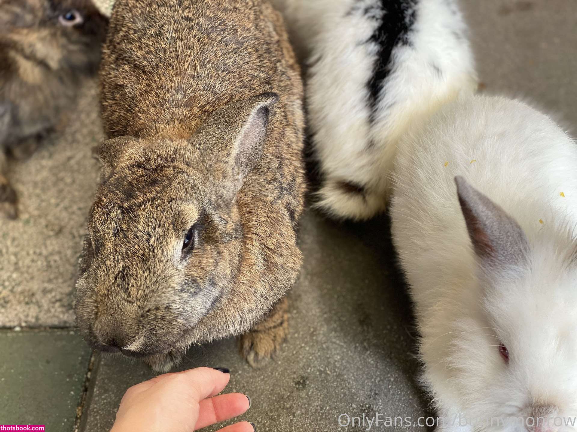 Bunnymonrow Photo #138