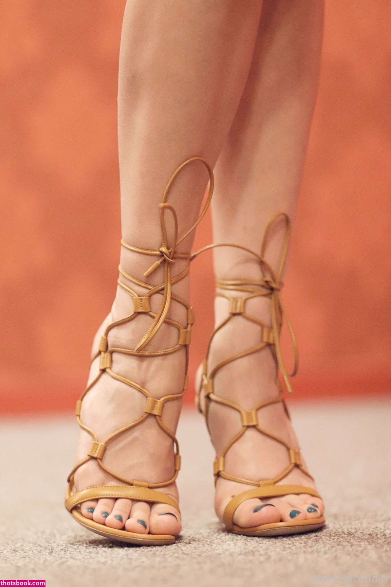 Ibicella Fr Photo #137