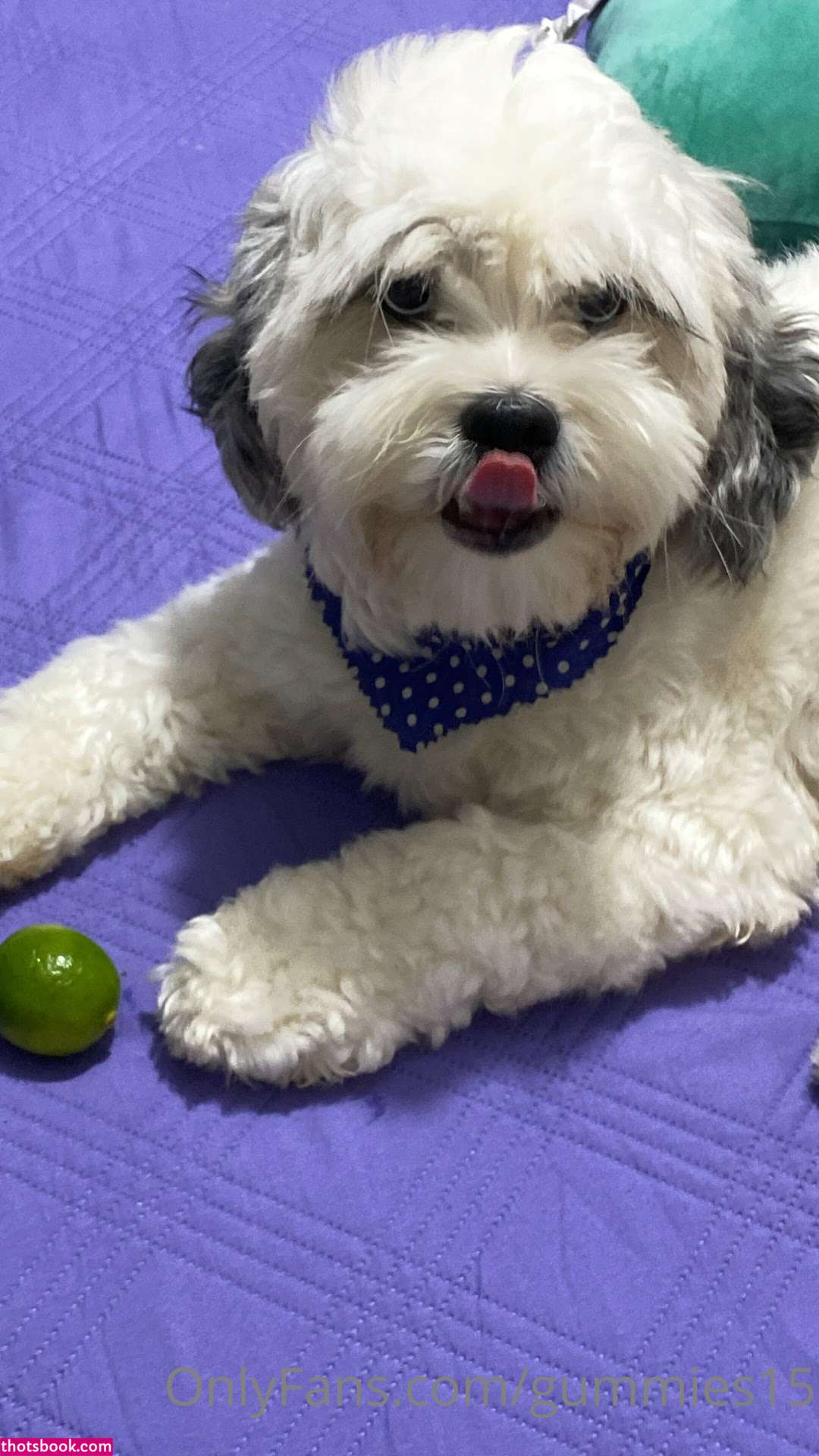 Saralia Gummies15 Photo #158