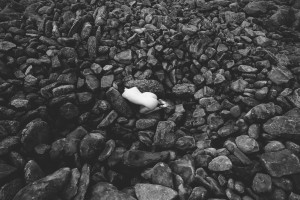 Icelandic Selkie Photo #136