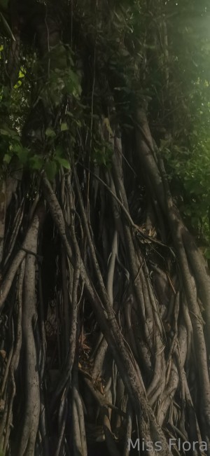 Miss Flora Femdom Photo #108