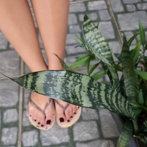 feetassola Photo #25