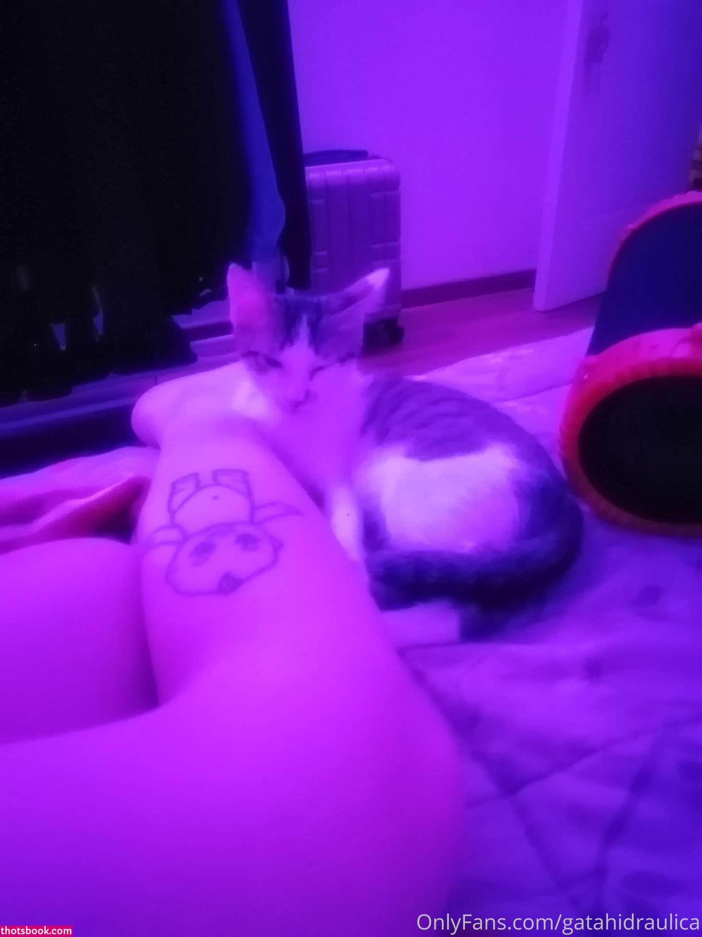 Gatahidraulica Photo #21