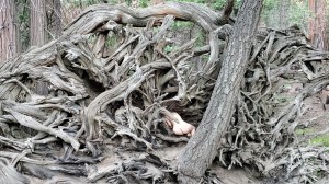 Athena Demos Photo #341