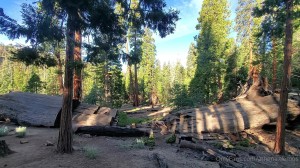 Athena Demos Photo #383