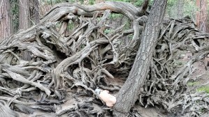 Athena Demos Photo #384