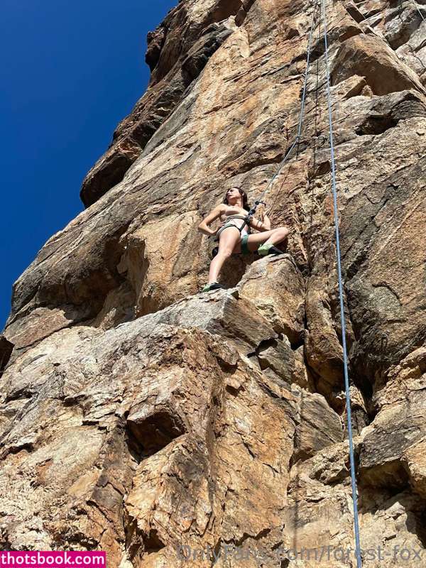 Forest Fox Photo #44