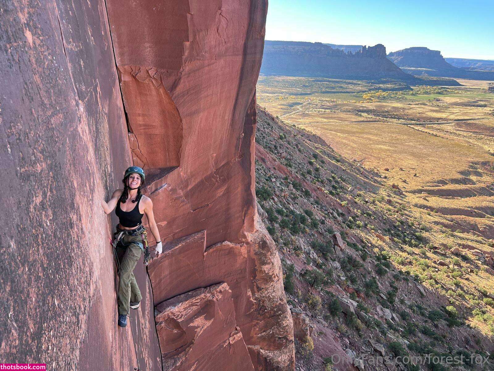 Forest Fox Photo #94